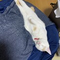 1歳９ヶ月の女の子です