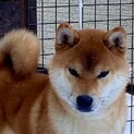 柴犬の男の子　1歳
