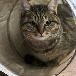 3/19荒川区譲渡会 きなこちゃん