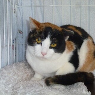 とても可愛い甘えん坊の三毛猫！