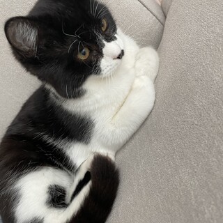 ハチワレ 超甘えた 4ヶ月 男の子