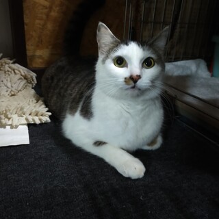 ★緊急募集★ねずみ捕りにかかったあけみ