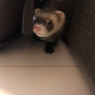 人懐っこい女の子です！