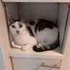 じょにーちゃん