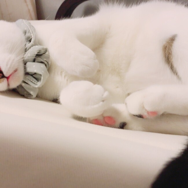 じょにーちゃんのカバー写真