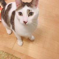 ウル