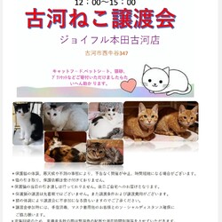 保護猫譲渡会☆ジョイフル本田古河店3/19