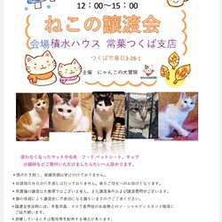 保護猫譲渡会　積水ハウス常葉つくば支店