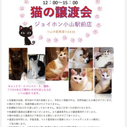 保護猫譲渡会☆ジョイホン小山駅前店