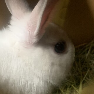 ネザーランドドワーフ、うさぎちゃん里親募集中！