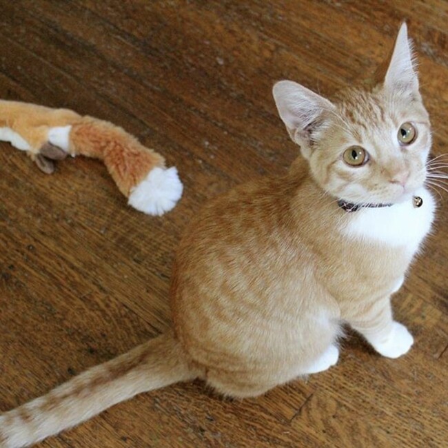 にゃんこにゃのカバー写真