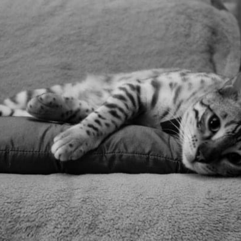 Whisperのカバー写真