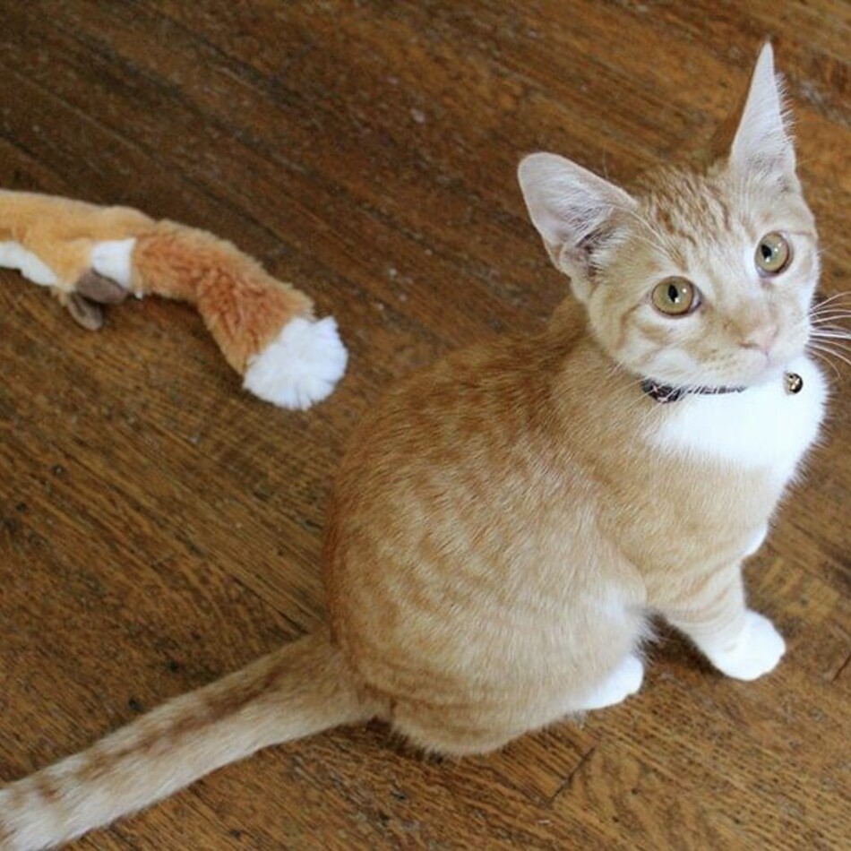 ButteCupのカバー写真