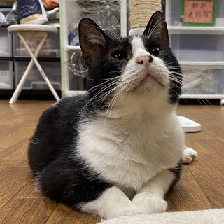 うっかりさんの食いしん坊！　野呂八兵衛♂