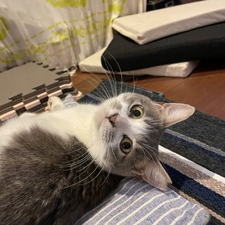 ★セナくん★おっとりだけど遊ぶの大好き！推定2歳