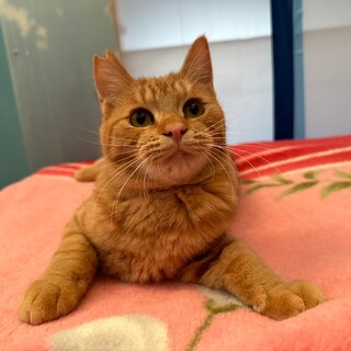 2/17宮代町無印良品譲渡会参加たける君