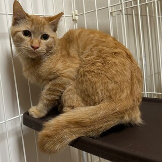 7/23さいたま市譲渡会　みことちゃん