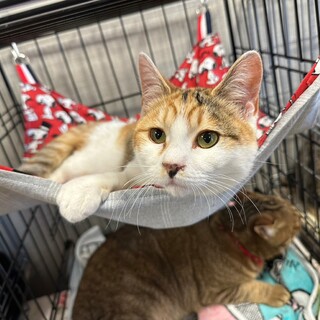 3/12岩槻譲渡会　あずきちゃん