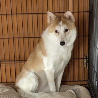 コーギーmix？マリンの家族を探しています。