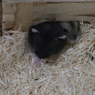 １ヶ月 メス ハムスター