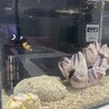 ヒーターが好きなサノちゃん