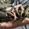 モモンガかわいい