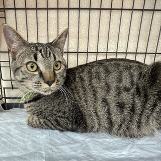 甘えん坊男子♥キジトラ千代丸君