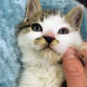 【コナン君】見た目は子供！頭脳も子供♡1ヶ月の子猫
