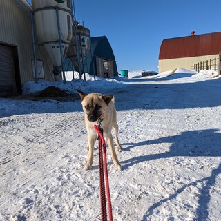 保護犬雑種の♂、人間大好き!