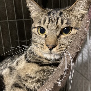 好奇心旺盛で甘えん坊。ちょっぴりお転婆な小春ちゃん