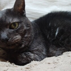 「おたま通院日(3月1回目)」サムネイル1