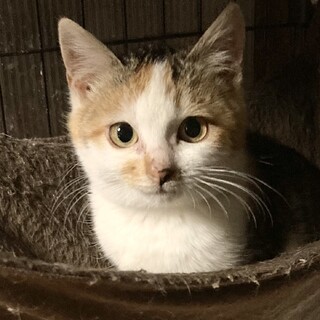 とても愛らしく可愛いキジ三毛。プリンちゃん2ヶ月半