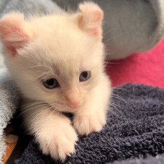 アメリカンカール親子