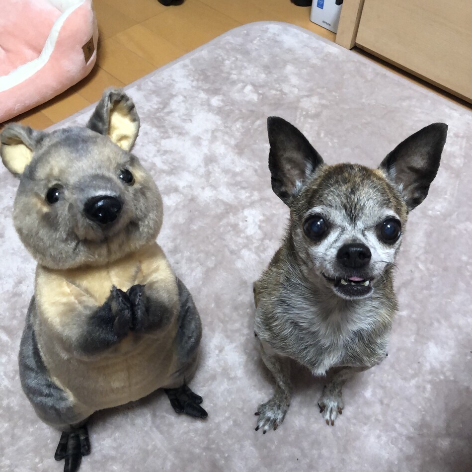 寅二朗のカバー写真