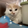 交渉中　長毛サラサラのイケメンすぎるミルくん サムネイル3