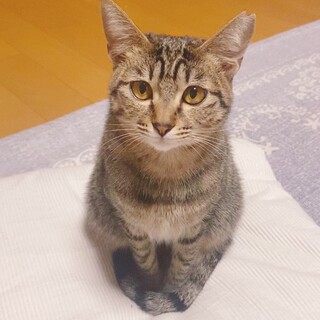 動画必見！大音量ゴロゴロの可愛い癒し系女の子♡