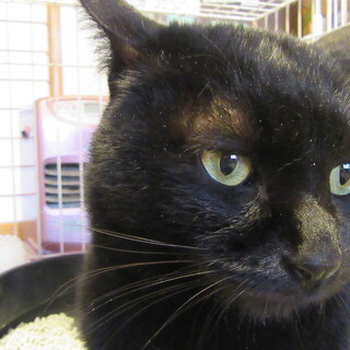 決定！黒猫のクロタロウくん　4～５才位