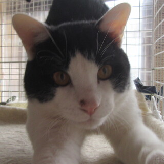 【決定】ハチワレのみどり君　4～5才位