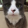 Mr.Katt