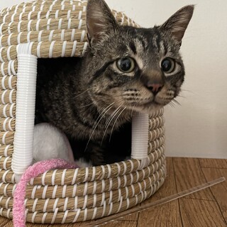 抱っこも大好き甘えん坊すぎるカカオ君