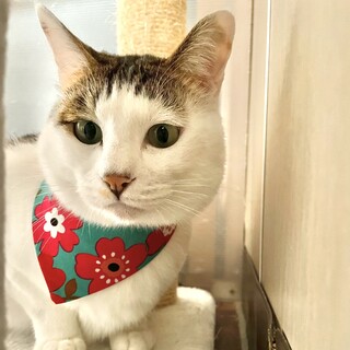 イケメン美猫「ニニ」