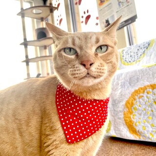 １２歳の茶トラ「玄米」です