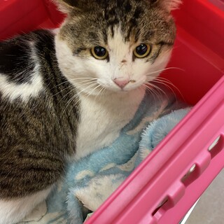 飼育出来なくなった方の猫