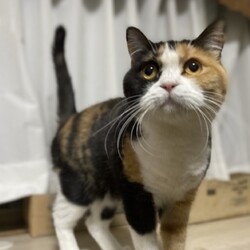 「ななちゃんの誕生日と新しい家族マリンちゃん」サムネイル2