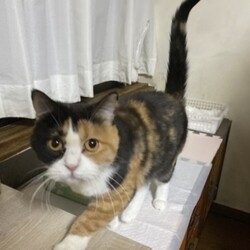 「ななちゃんの誕生日と新しい家族マリンちゃん」サムネイル3