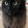 長毛黒猫の女の子