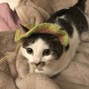 ！トライアル中！優しくて穏やかなゴマちゃん サムネイル6