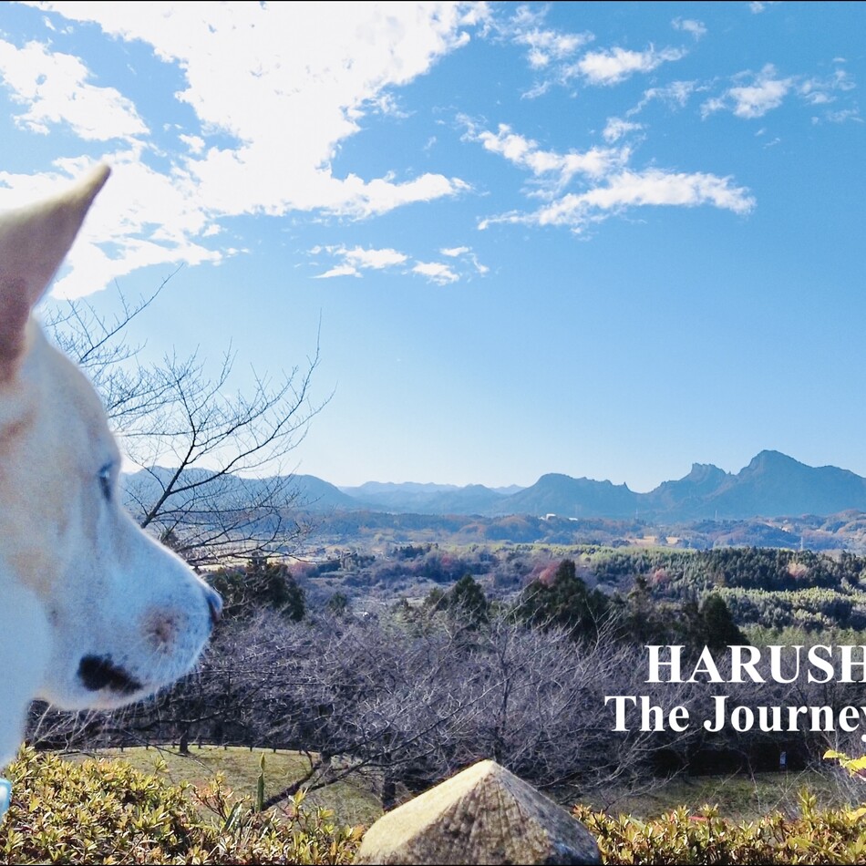 陽（はる）のカバー写真