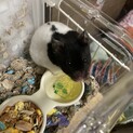 ハムスター　オス、メス