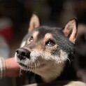 明るく性格良し黒柴犬のジンロくん